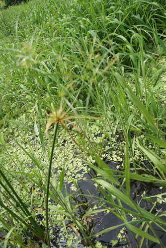 Cyperus giganteus, photograph 4