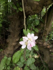 Rosaceae