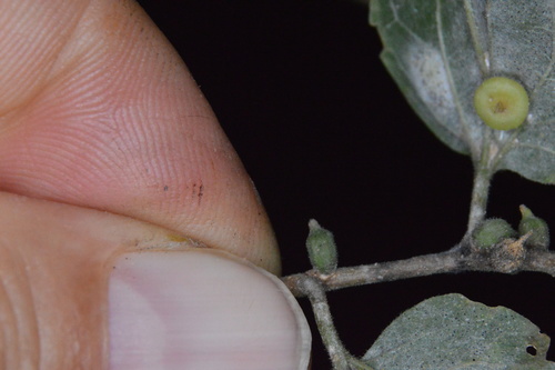 Photo of Hackberry Columnar Stem Gall Midge (Celticecis ramicola)