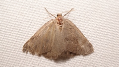 Pachycnemia tibiaria