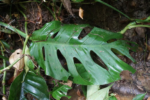 Monstera acuminata (Monstera acuminata)