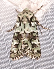 Lacinipolia consimilis