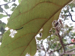 Sangalopsis microleuca