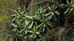 Agave mitis
