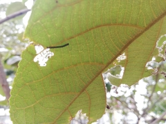 Sangalopsis microleuca