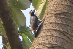 Melanerpes cruentatus