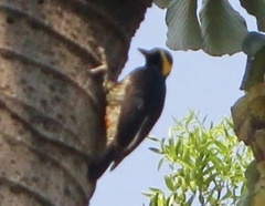 Melanerpes cruentatus