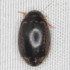 Thermonectus basillaris