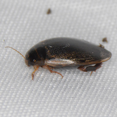 Thermonectus basillaris