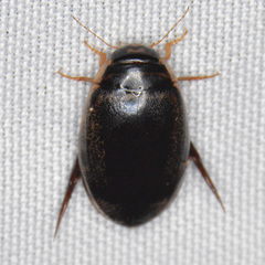 Thermonectus basillaris