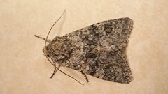 Polymixis xanthomista