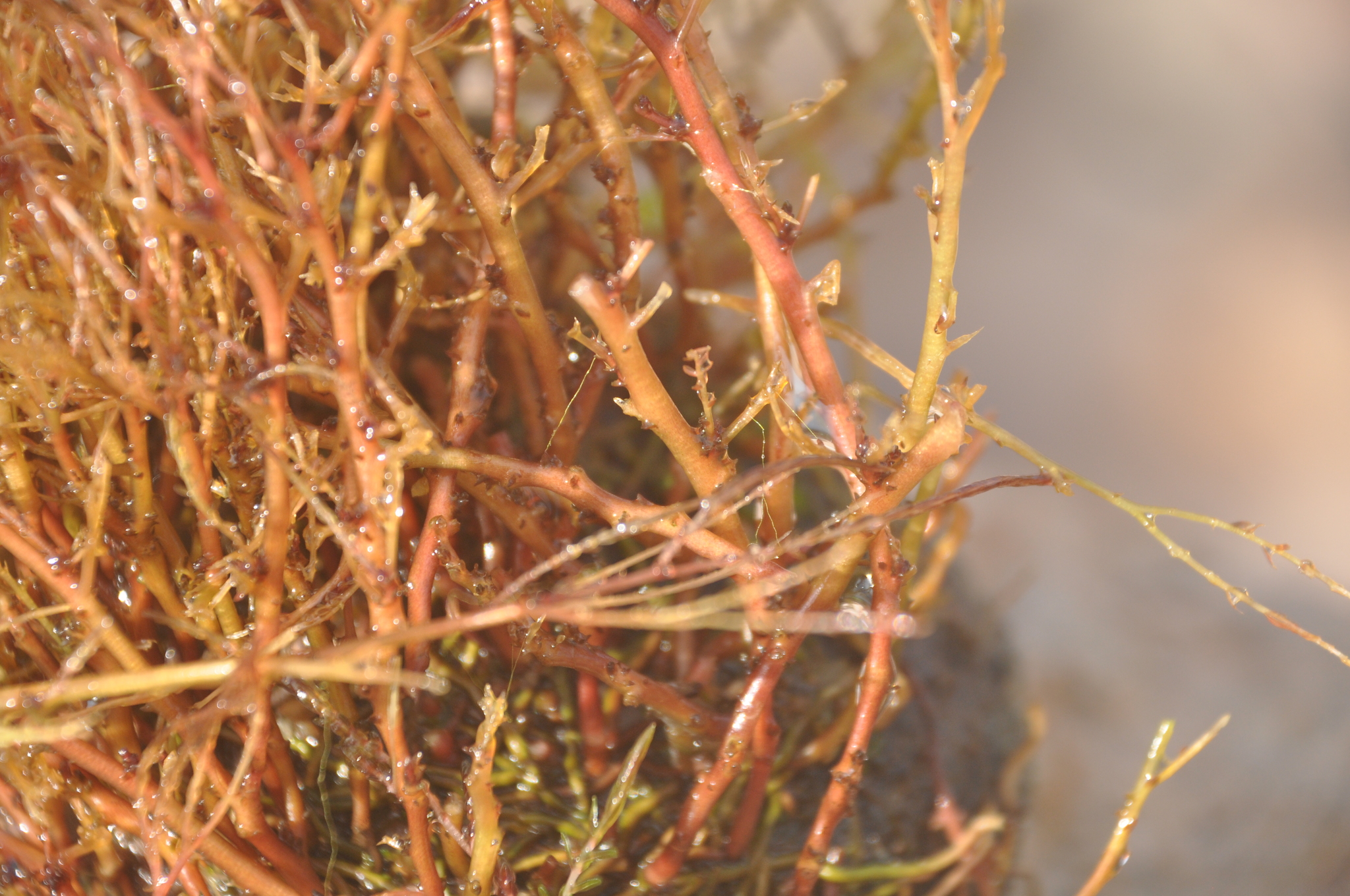 Inversodicraea warmingiana