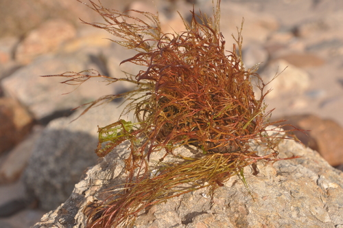 Image of Inversodicraea Warmingiana (Inversodicraea warmingiana) by (c) Octávio Mateus, some rights reserved (CC BY)