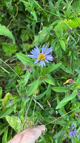 Symphyotrichum subspicatum