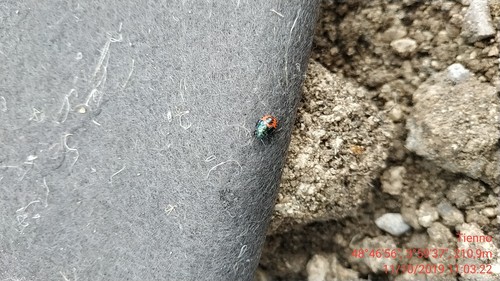 Zicrona caerulea