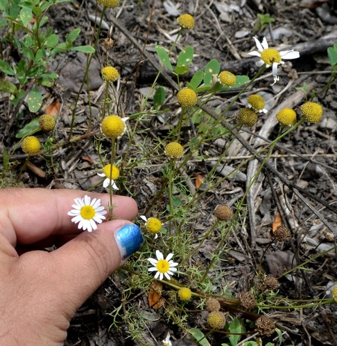 anthemis cotula