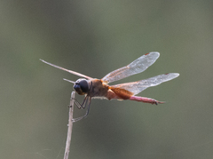 Tramea insularis