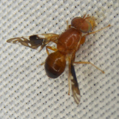 Parastenopa limata