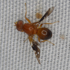 Parastenopa limata