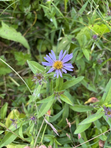 Symphyotrichum subspicatum
