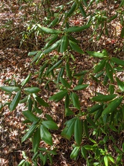 Rhododendron catawbiense