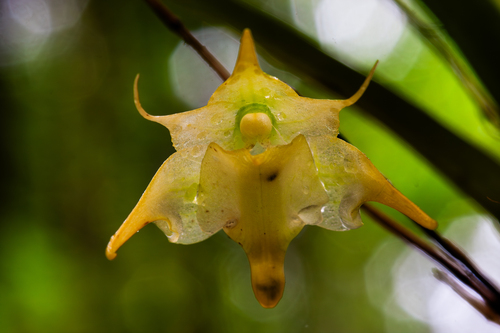 Aeranthes arachnites Lindl. 3