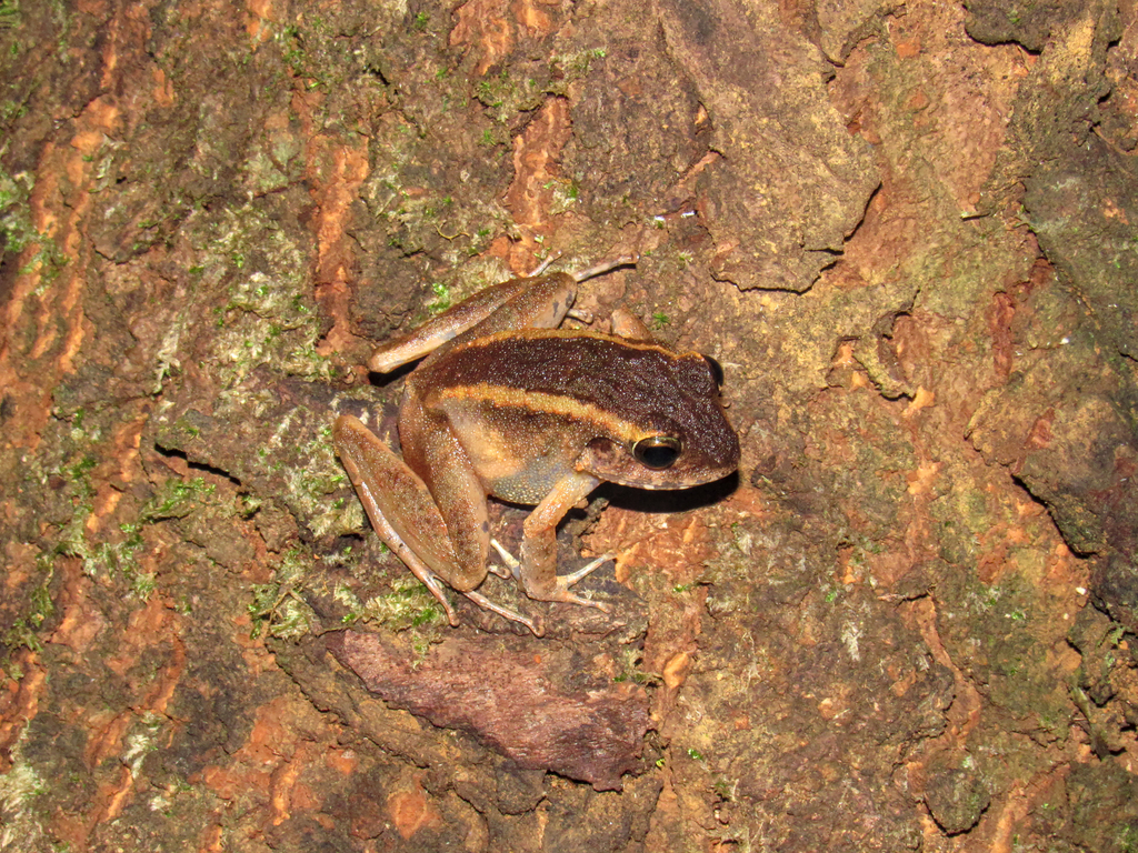 Panay Limestone Frog in June 2019 by Christopher Boccia · iNaturalist