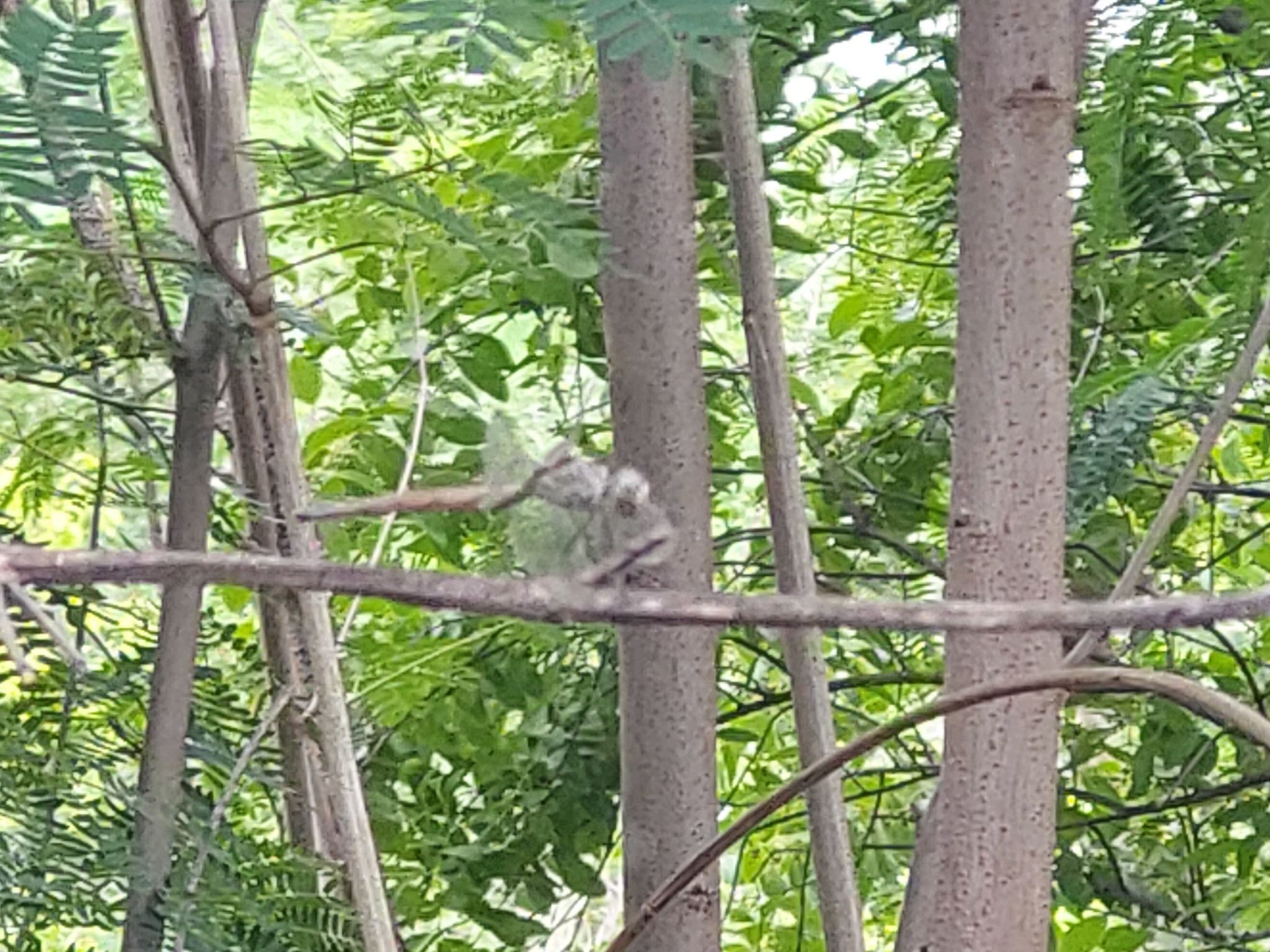 Yellow-Tailed Ashy Skimmer