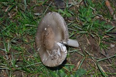 Amanita mairei