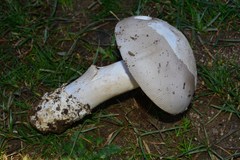 Amanita mairei