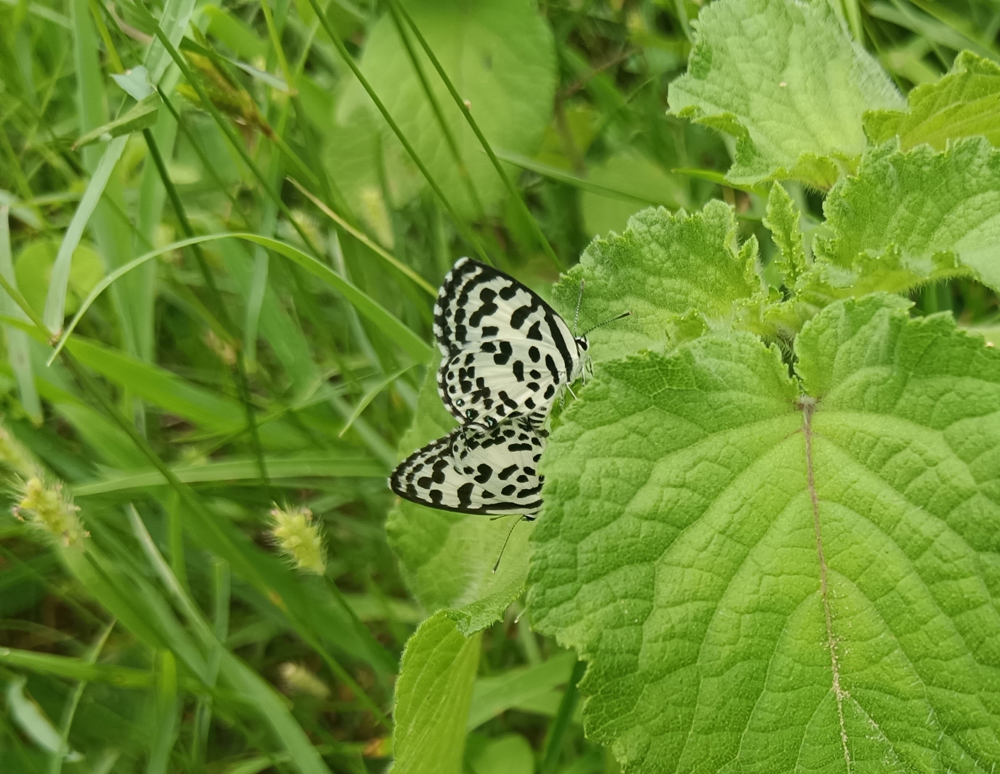 Common Pierrot