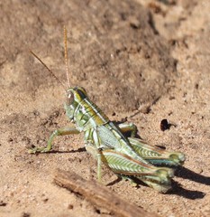 Campylacantha olivacea