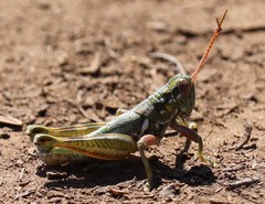 Campylacantha olivacea