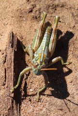 Campylacantha olivacea