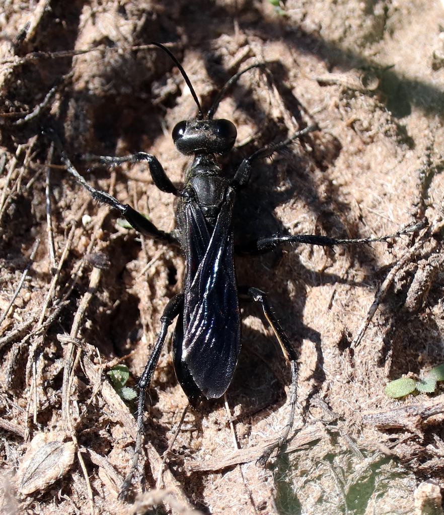 Prionychini