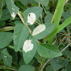Anarsioses aberrans
