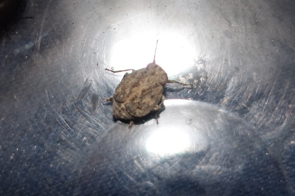 Ommatidiotinae