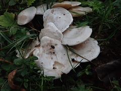 Clitocybe dealbata