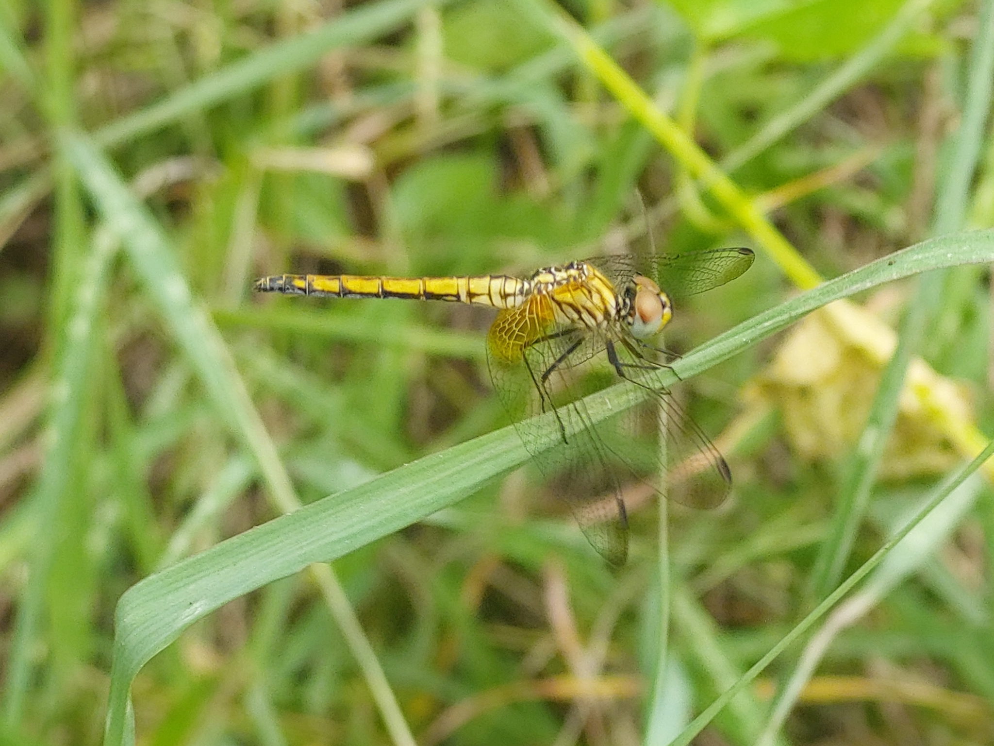 Crimson Marsh Glider