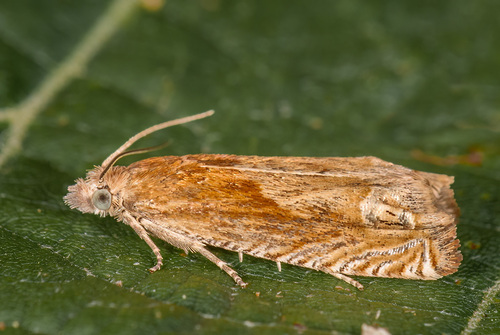 Fulvous Bell