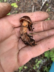 Cortinarius californicus