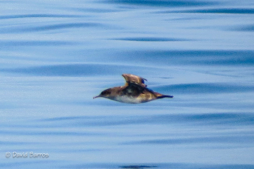 Puffin des Baléares