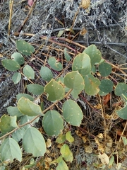 Capparis spinosa herbacea