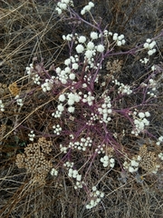 Seseli dichotomum
