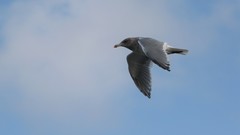 Larus glaucescens × occidentalis