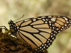 Danaus plexippus