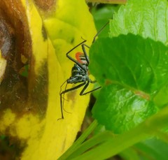 Sphedanolestes pubinotum