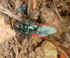 Sphedanolestes pubinotum