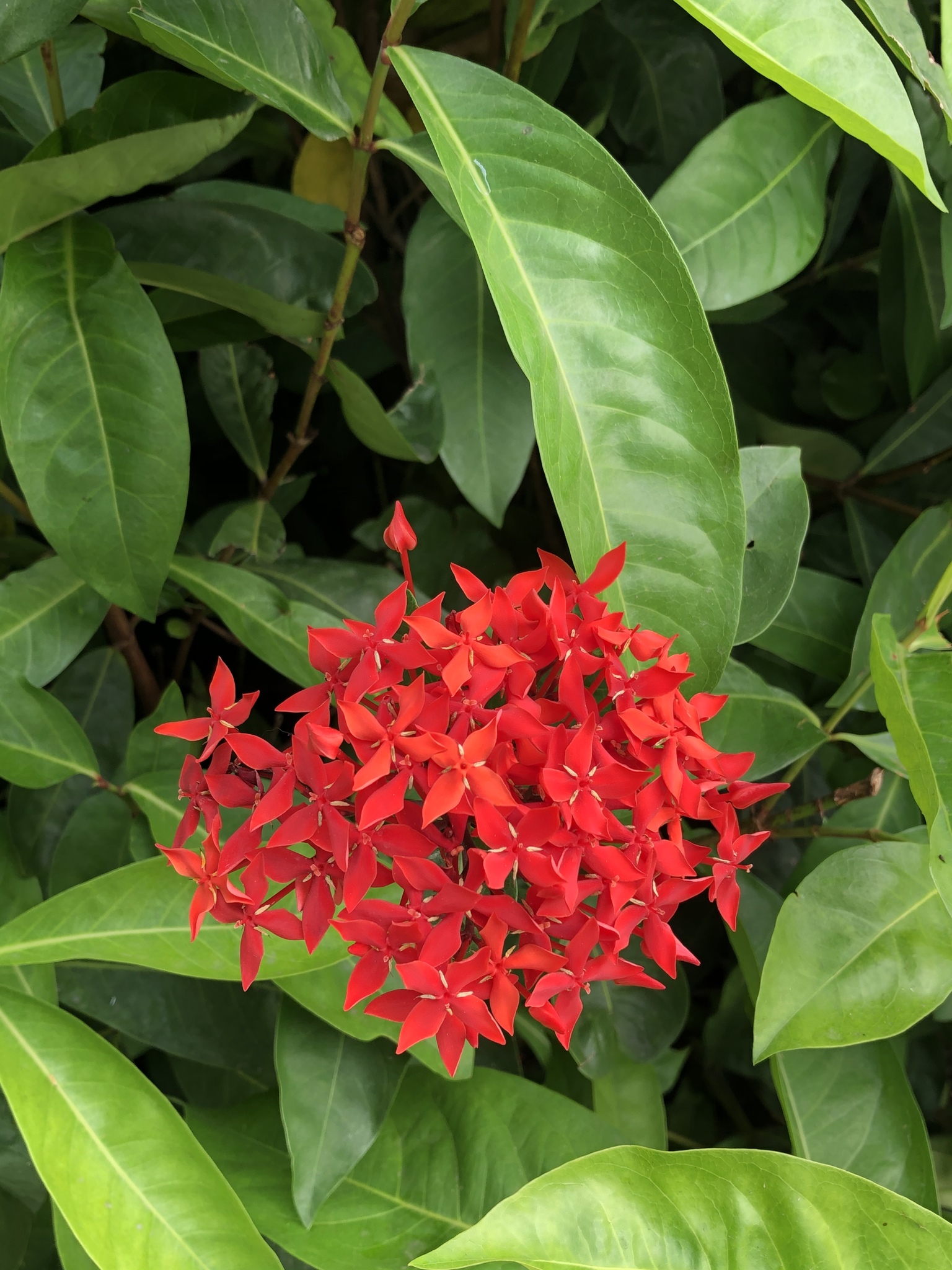 Ixora casei