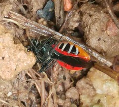 Sphedanolestes pubinotum